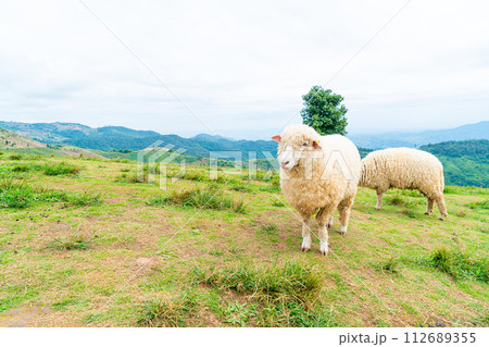 white sheep on mountain hill white sheep on mountain hill 112689355