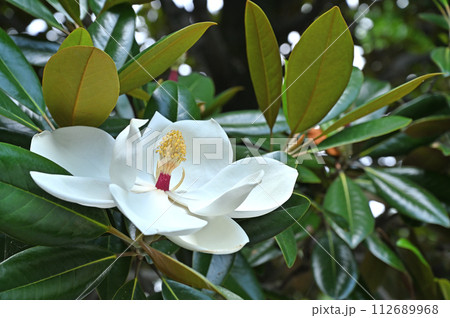 樹木・タイサンボク　モクレン科 112689968