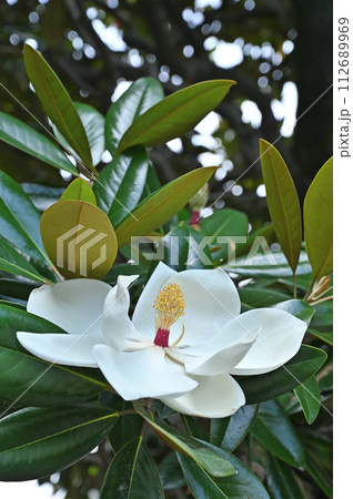 樹木・タイサンボク　モクレン科 112689969