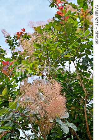 樹木・ケムリノキ ウルシ科 樹木・ケムリノキ ウルシ科 112689971
