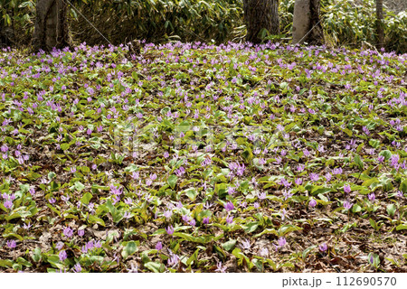 森の中で出逢った可憐なカタクリの花の群落 112690570