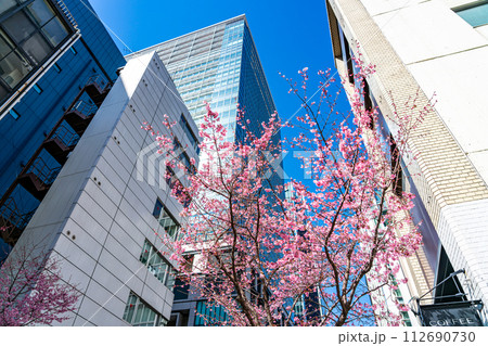【東京都】日本橋のあじさい通りに咲くおかめ桜 【東京都】日本橋のあじさい通りに咲くおかめ桜 112690730