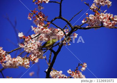 青空と桜とメジロ 青空と桜とメジロ 112691071
