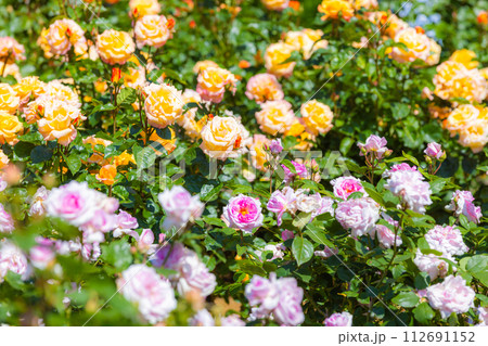 与野公園の薔薇 与野公園の薔薇 112691152