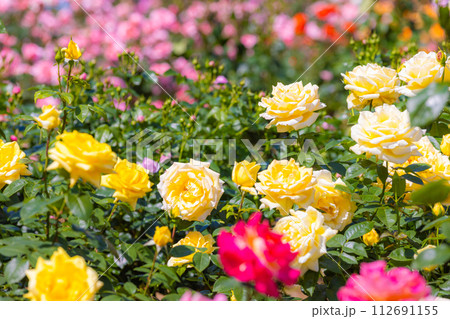 与野公園の薔薇 与野公園の薔薇 112691155