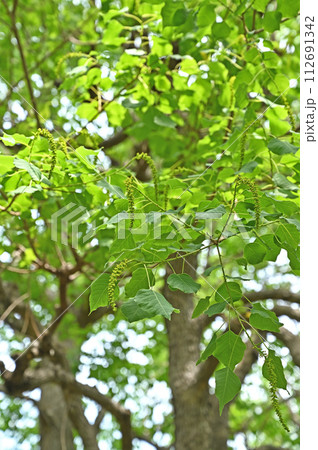樹木・ナンキンハゼ　トウダイグサ科 112691342