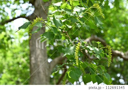 樹木・ナンキンハゼ　トウダイグサ科 112691345