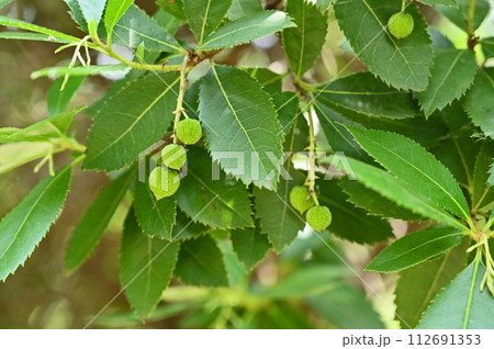 樹木・ヒメイチゴノキ ツツジ科 樹木・ヒメイチゴノキ ツツジ科 112691353