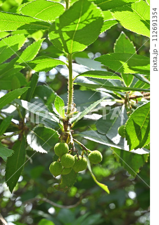 樹木・ヒメイチゴノキ ツツジ科 樹木・ヒメイチゴノキ ツツジ科 112691354
