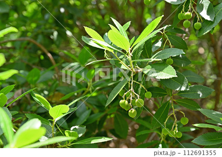 樹木・ヒメイチゴノキ ツツジ科 樹木・ヒメイチゴノキ ツツジ科 112691355