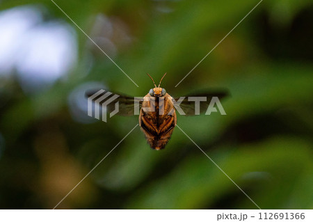 White-cheeked Carpenter Bee - シンガポールのクマバチ 112691366