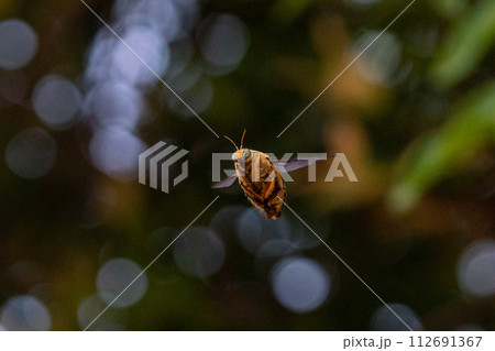 White-cheeked Carpenter Bee - シンガポールのクマバチ 112691367