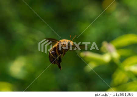 White-cheeked Carpenter Bee - シンガポールのクマバチ 112691369