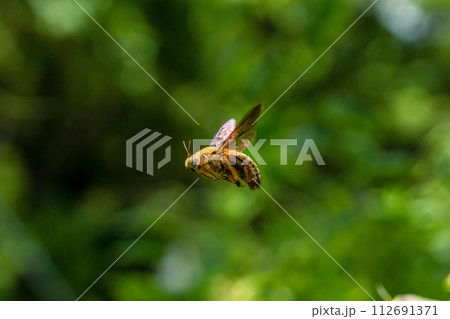 White-cheeked Carpenter Bee - シンガポールのクマバチ 112691371