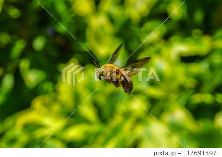 White-cheeked Carpenter Bee - シンガポールのクマバチ 112691397