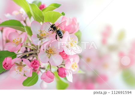 Delicate apple tree blossom in spring, a bee collects pollen, close-up.   Generative AI. 112691594