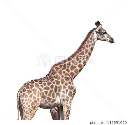 Cute giraffe, side view. The giraffe profile view. African wild animal. Isolated on white background 112691630