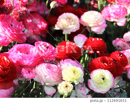 Ranunculus flowers on flowerbed in Yamashita park, Yokohama, Japan. Colorful spring Ranunculus asiaticus (Persian buttercup) flowers 112691631
