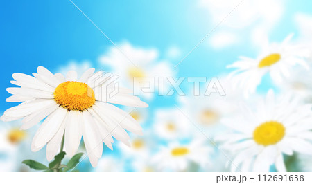 Wild flowers of chamomile in a meadow on sunny nature spring background. Summer scene with camomile flower on blue sky backdrop. A picturesque colorful photo with a soft focus Wild flowers of chamomile in a meadow on sunny nature spring background. Summer scene with camomile flower on blue sky backdrop. A picturesque colorful photo with a soft focus 112691638