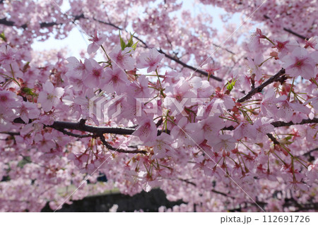 京都 淀の河津桜 112691726