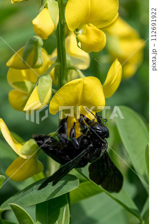Broad-footed Carpenter Bee (Xylocopa latipes) 112691922