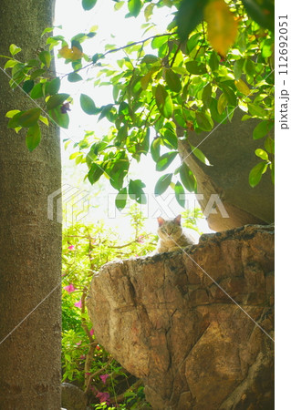 石の間から見つめる猫5 石の間から見つめる猫5 112692051