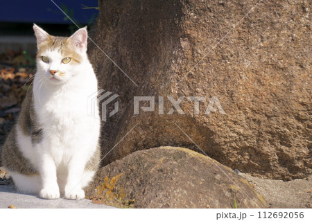 座って前を見つめる猫4 地域猫 座って前を見つめる猫4 地域猫 112692056