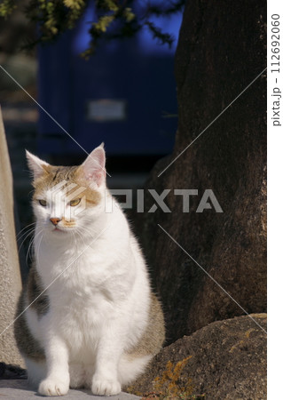 座って前を見つめる猫1 地域猫 座って前を見つめる猫1 地域猫 112692060