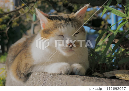 石段の上で眠る猫のアップ8 地域猫 石段の上で眠る猫のアップ8 地域猫 112692067