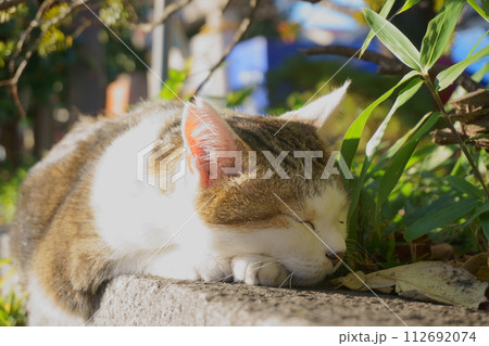石段の上で眠る猫のアップ2 地域猫 石段の上で眠る猫のアップ2 地域猫 112692074