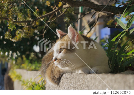 石段の上でくつろぐ猫のアップ1　地域猫 112692076