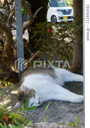 木陰でまどろむ猫のアップ11 地域猫 木陰でまどろむ猫のアップ11 地域猫 112692082