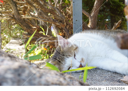 木陰でまどろむ猫のアップ10 地域猫 木陰でまどろむ猫のアップ10 地域猫 112692084