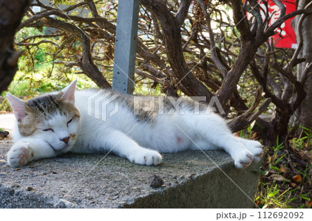 木陰でまどろむ猫のアップ2 地域猫 木陰でまどろむ猫のアップ2 地域猫 112692092