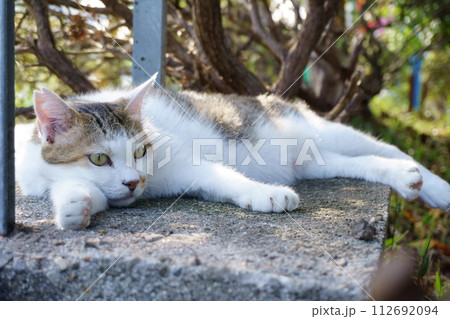 木陰でくつろぐ猫のアップ2　地域猫 112692094