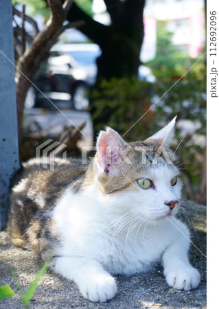 木陰でくつろぐ猫のアップ1 地域猫 木陰でくつろぐ猫のアップ1 地域猫 112692096