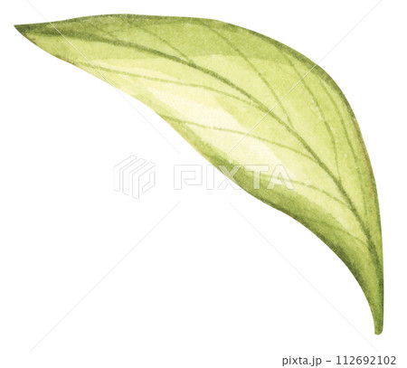 Set of watercolor green leaves elements. Set of watercolor green leaves elements. 112692102