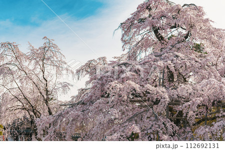 京都醍醐寺 三宝院の満開の桜 112692131