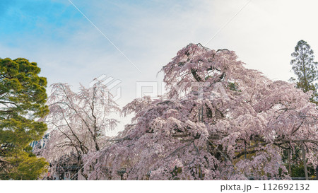 京都醍醐寺 三宝院の満開の桜 112692132