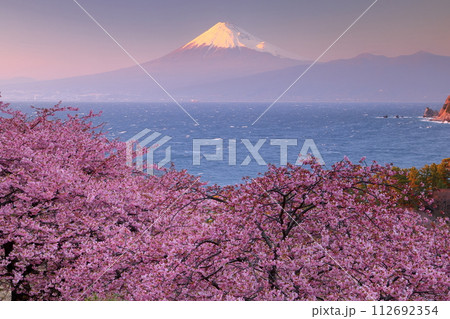 静岡県沼津市井田 斜面の満開の早咲き河津桜と白波の駿河湾と夕暮れの冠雪した紅富士の景色 静岡県沼津市井田 斜面の満開の早咲き河津桜と白波の駿河湾と夕暮れの冠雪した紅富士の景色 112692354
