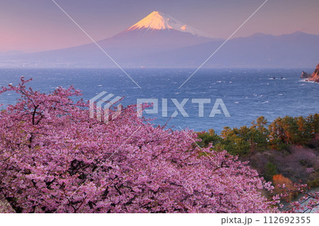 静岡県沼津市井田　斜面の満開の早咲き河津桜と白波の駿河湾と夕暮れの冠雪した紅富士の景色 112692355