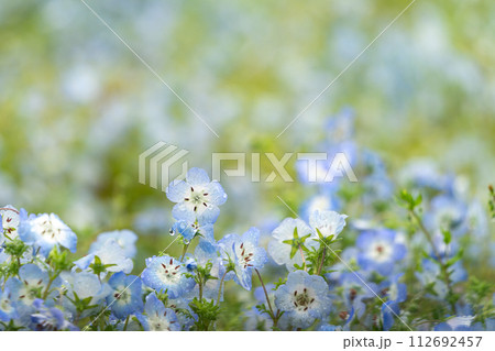 雨の日に映える青いネモフィラ 112692457