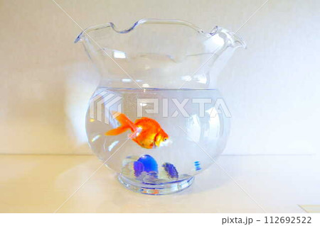 キンギョ　金魚　魚　夏　日本　和 112692522