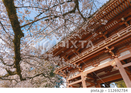京都醍醐寺 西大門（仁王門）の春景色  112692784