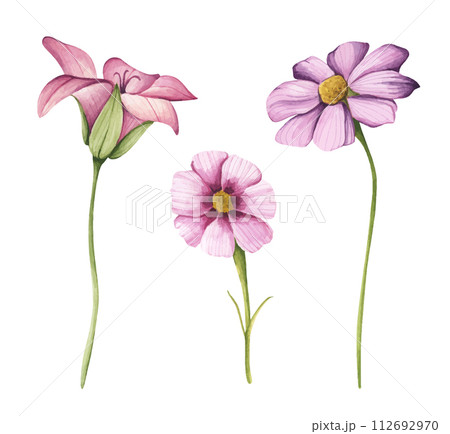 Watercolor wildflower collection. Botanical spring summer flowers set. 112692970