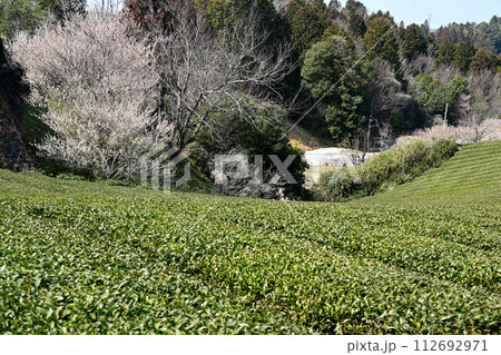 茶畑と梅林 112692971