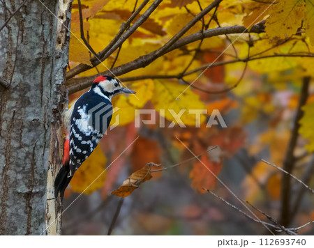 振り返ったキツツキと秋の風景 振り返ったキツツキと秋の風景 112693740