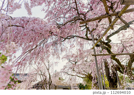 京都醍醐寺 満開の桜 112694010