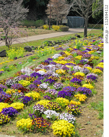 色とりどりのビオラの花 色とりどりのビオラの花 112694112