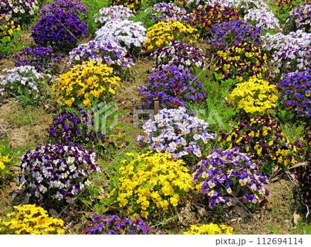 色とりどりのビオラの花 色とりどりのビオラの花 112694114